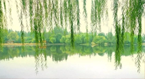 【養(yǎng)生知識(shí)】已入五九，六九將至，五九的養(yǎng)生秘訣，你知道嗎？