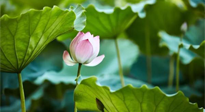 【三伏天養(yǎng)生】三伏天養(yǎng)生有六大禁忌，你知道嗎？記得分享給家人知道！