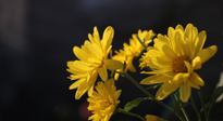 【養(yǎng)生知識】入秋菊花藥膳，美味營養(yǎng)、養(yǎng)生保??！