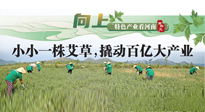 【行業(yè)資訊】向上，特色產(chǎn)業(yè)看河南：南陽艾區(qū)域品牌正在叫響！