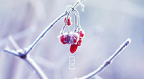 【小寒節(jié)氣】時(shí)處二三九，臘月梅花開！