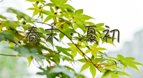 【艾灸養(yǎng)生】春末夏初：上熱下寒癥狀，補(bǔ)不如疏通淤堵，試試艾灸吧！
