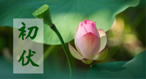 【三伏天】初伏將至，“蒸煮”模式開啟！想要健康，這四類食物別錯過！！
