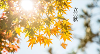 【節(jié)氣飲食】立秋將至，吃最合適的飲食，平穩(wěn)度過季節(jié)交替！